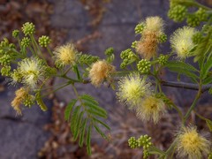 Albizia amara