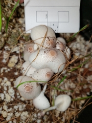 Leucocoprinus ianthinus