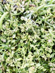 Lepidium oxycarpum