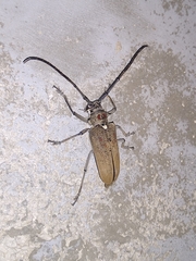 Batocera rufomaculata