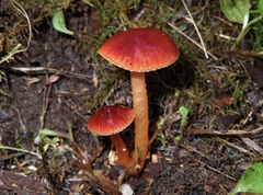 Gliophorus perplexus