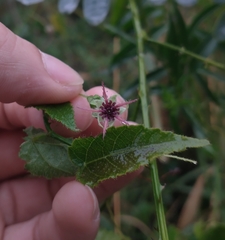 Byttneria urticifolia