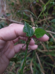 Byttneria urticifolia