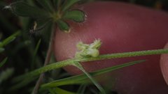 Pectocarya penicillata