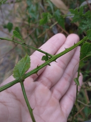 Byttneria urticifolia