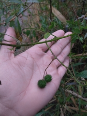 Byttneria urticifolia