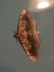 Pantographa