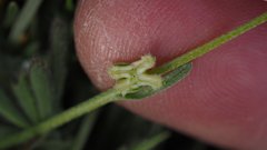 Pectocarya penicillata