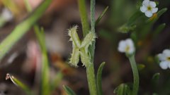Pectocarya linearis ferocula