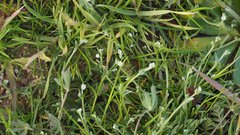 Pectocarya penicillata