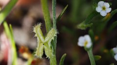 Pectocarya linearis ferocula