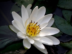 Nymphaea candida