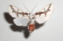 Euerythra phasma