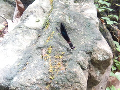 Euphaea splendens