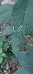 Liriomyza eupatoriella