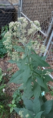Liriomyza eupatoriella