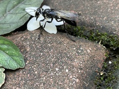 Sphex argentatus