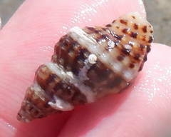 Aplus dorbignyi