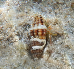 Aplus dorbignyi
