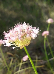 Allium splendens