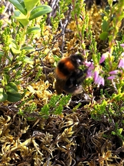 Bombus cingulatus