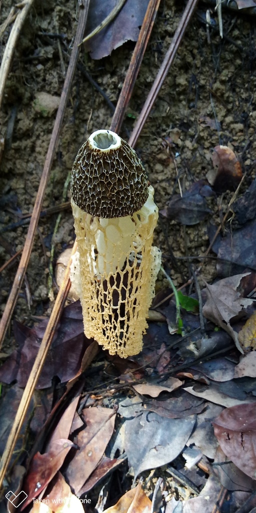 Phallus lutescens · July 2021 · photo: © kenghung (iNaturalist, cc-by)