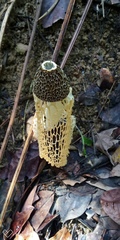 Phallus lutescens