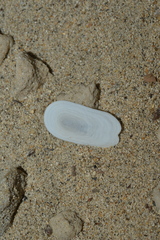 Scutus