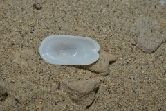 Scutus