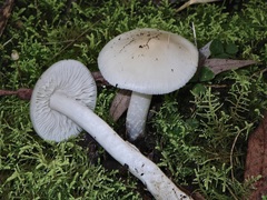 Hygrocybe leucogloea
