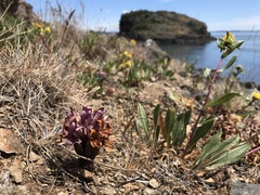 Aphyllon californicum californicum