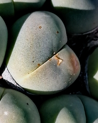 Gibbaeum heathii