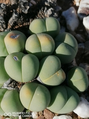 Gibbaeum heathii