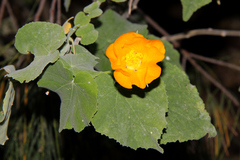 Abutilon albescens