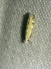 Coleotechnites apicitripunctella