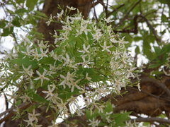 Wrightia tinctoria
