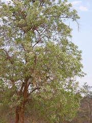 Wrightia tinctoria