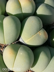 Gibbaeum heathii