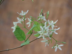 Wrightia tinctoria