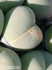 Gibbaeum heathii