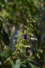 Salvia albocaerulea
