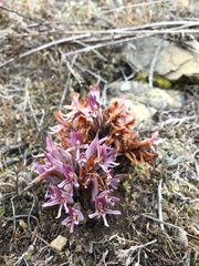 Aphyllon californicum californicum