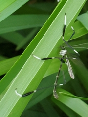 Image of Bittacomorpha clavipes