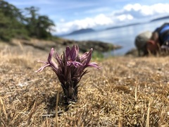 Aphyllon californicum californicum