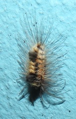 Tumicla sagenaria
