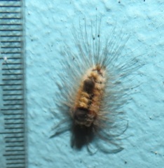 Tumicla sagenaria