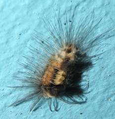 Tumicla sagenaria