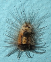 Tumicla sagenaria