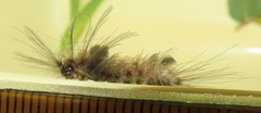 Tumicla sagenaria