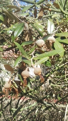 Sarcolaena oblongifolia